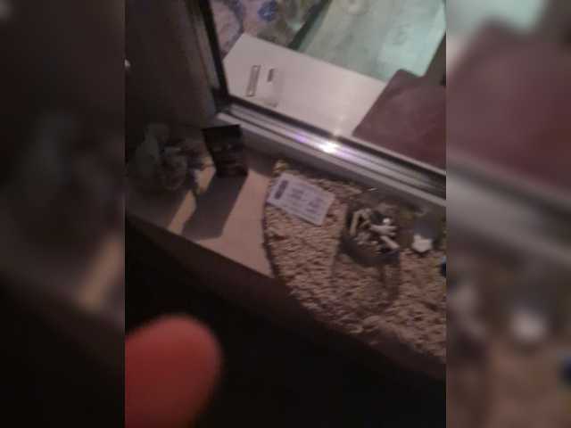 Vysílací screenshoty PussyDevil